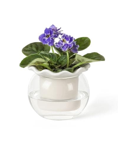 Fayoula 6-Inch Glass-Reservoir Self-Watering African Violet Pot