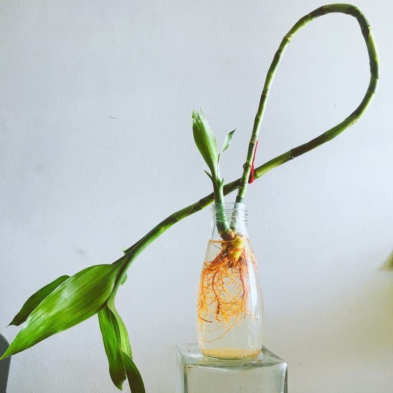 A glass watering globe pushed into the soil of a potted plant. A stand-in image for the Aqua Globes Glass Watering Bulbs, not a photograph of this model