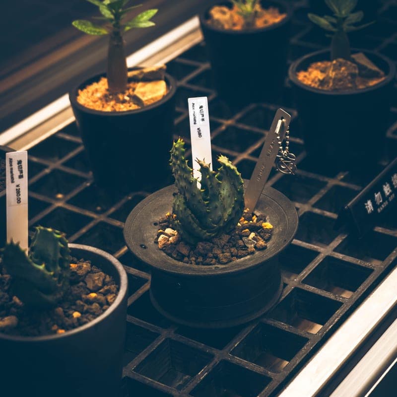 A moisture probe inserted into a plant pot