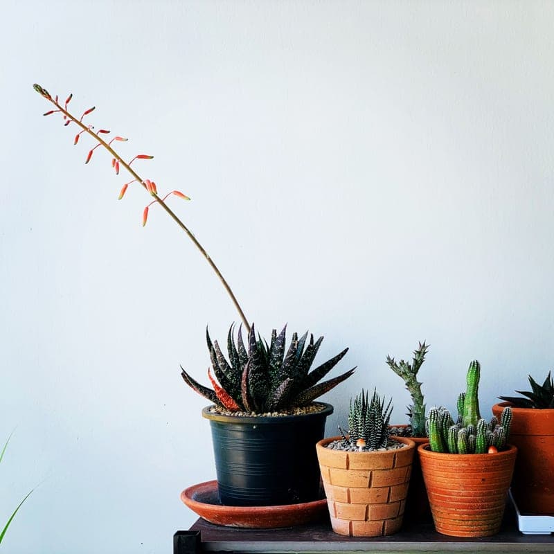 A hardy green houseplant in a plain pot. A stand-in image for the Pothos (Epipremnum aureum), not a photograph of this model