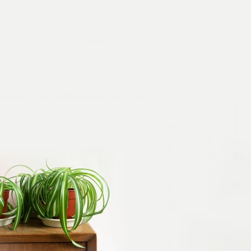 A potted houseplant in a plain container. A stand-in image for the EarthBox Original, not a photograph of this model