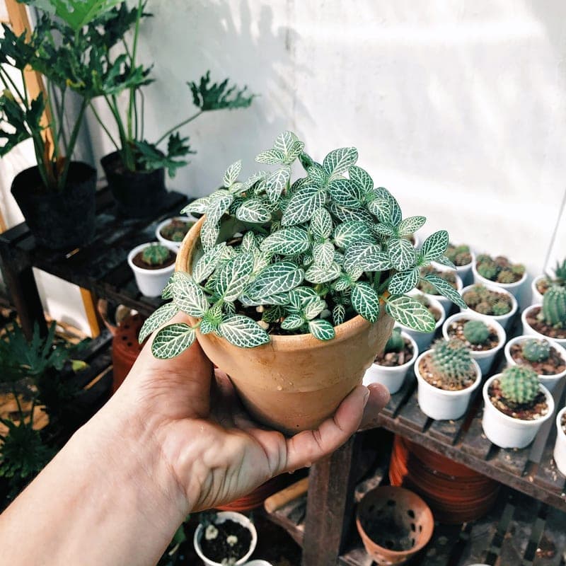 A terracotta watering spike in the soil of a potted plant. A stand-in image for the Plant Nanny Watering Spikes with Bottle Adapter, not a photograph of this model