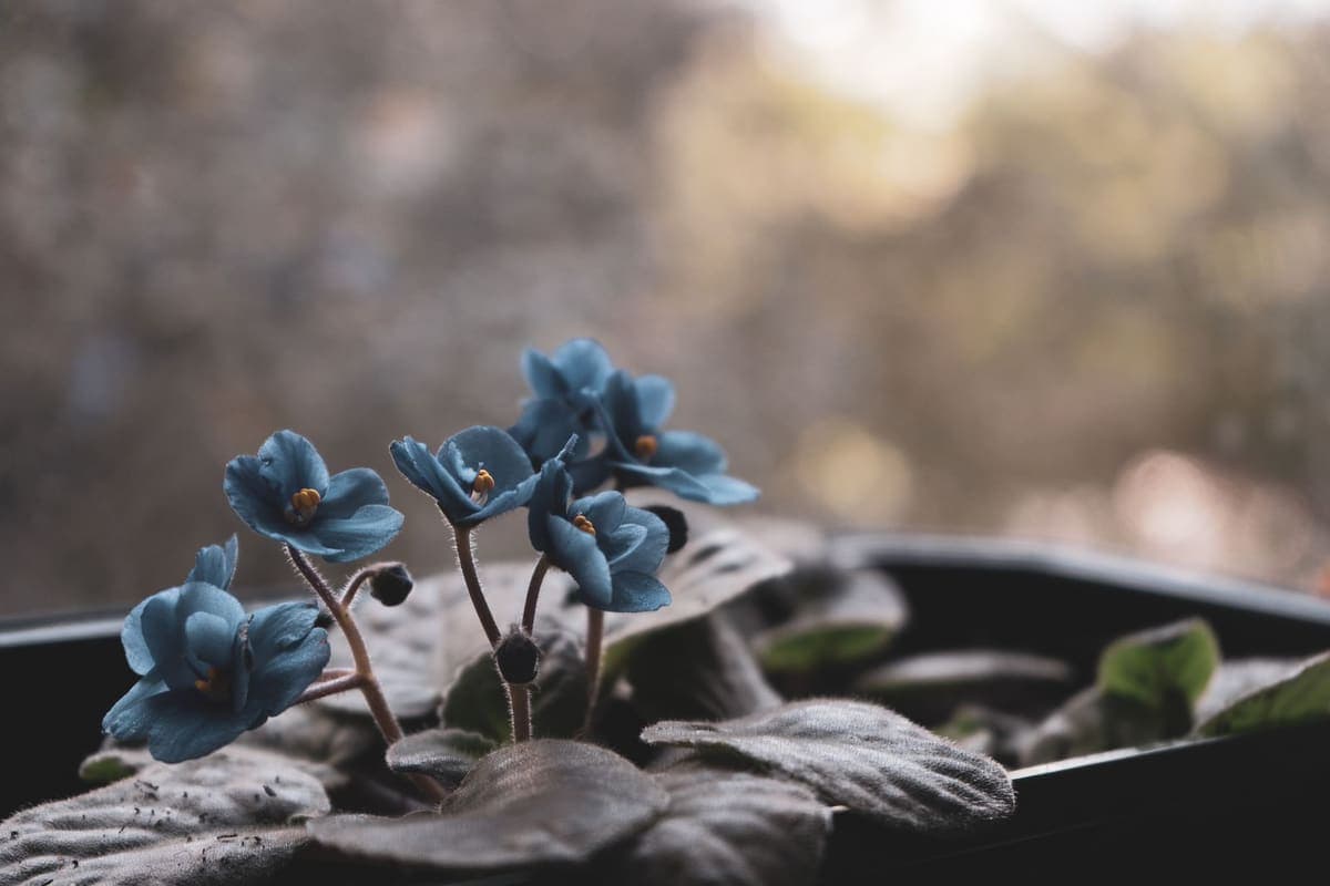 Blue African violet flowers in close-up