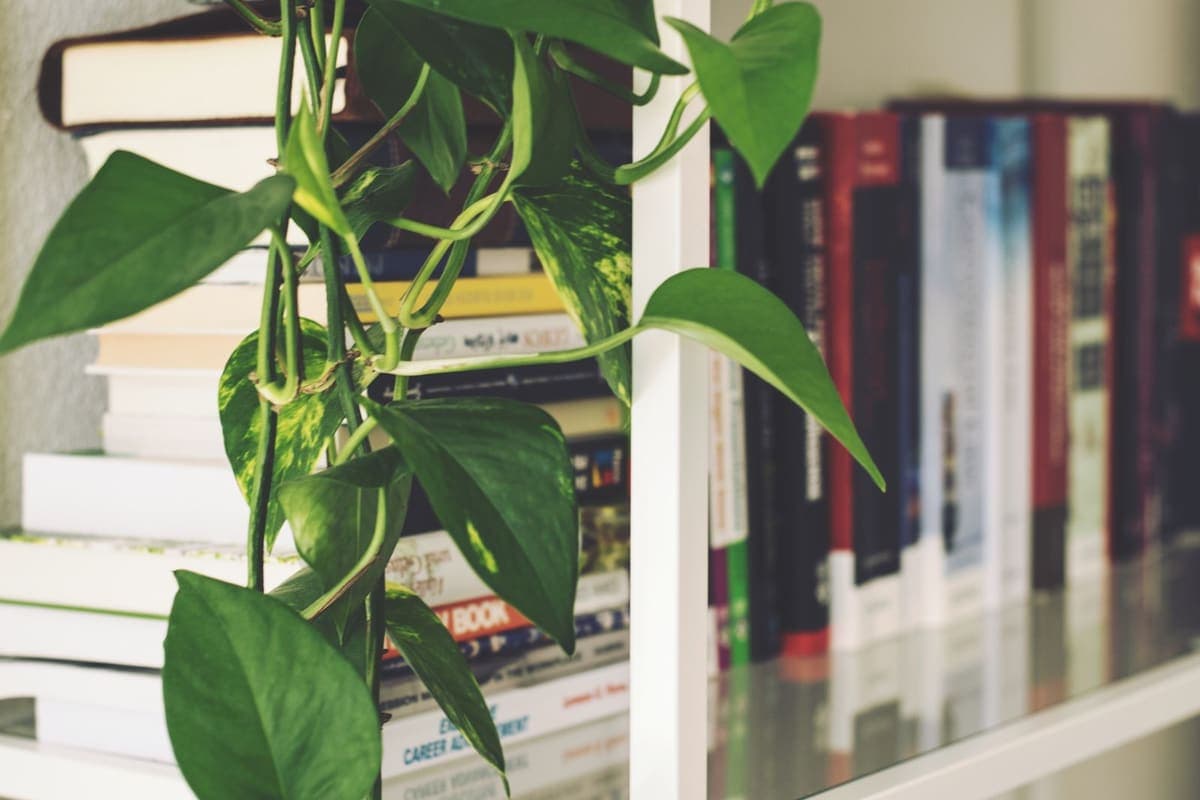 A trailing houseplant climbing across a bookshelf