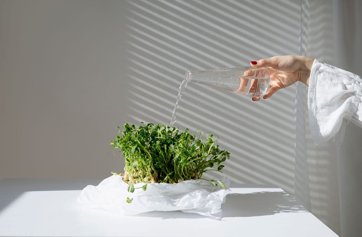 A plastic bottle upended into the soil of a potted plant