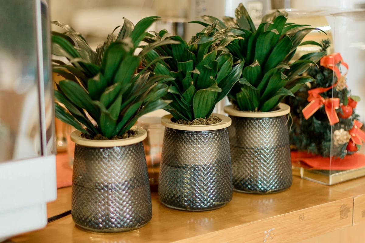 Three plants in decorative metal pot covers on a shelf