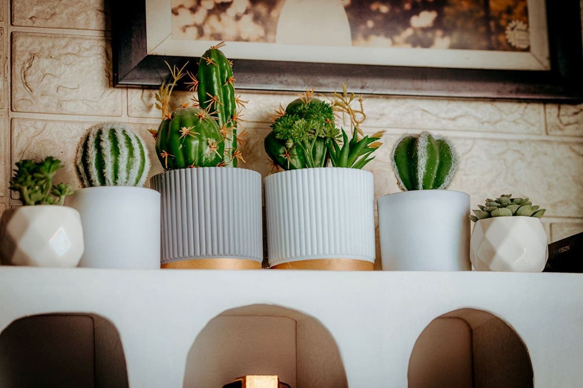 Small cacti and succulents in white pots on a shelf