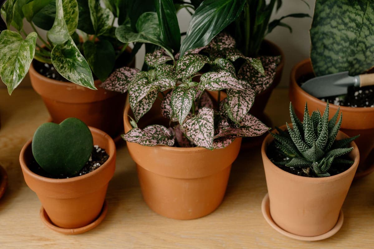 Houseplants in unglazed terracotta pots with saucers on a wooden table