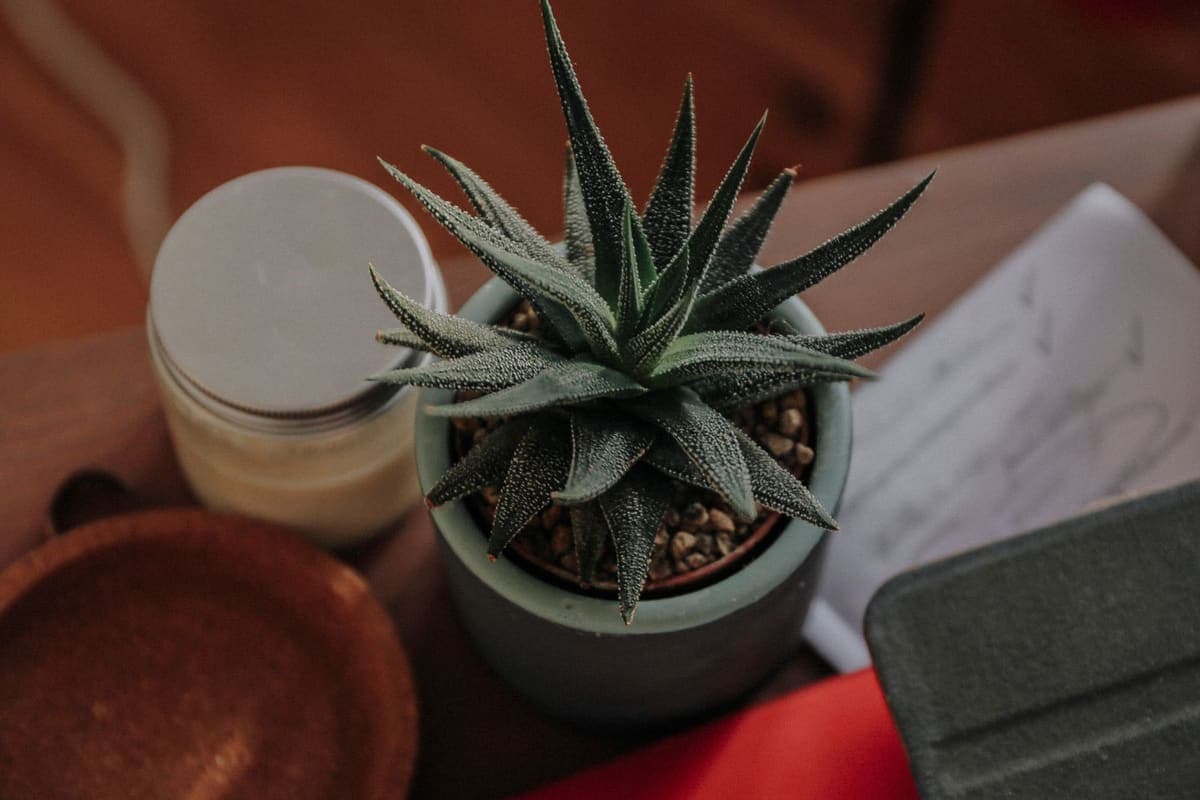 A small succulent in a plain grey pot on a desk beside a jar and paperwork