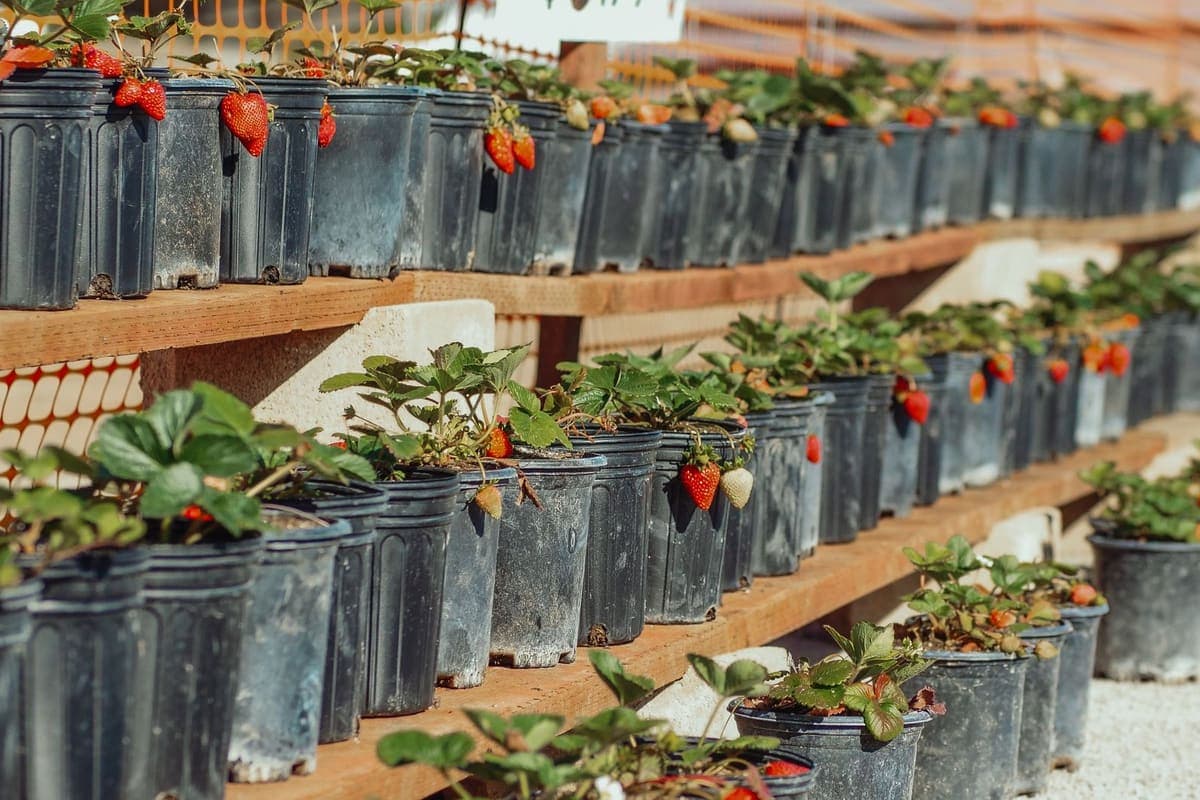 Vegetable seedlings growing in a large container on a patio