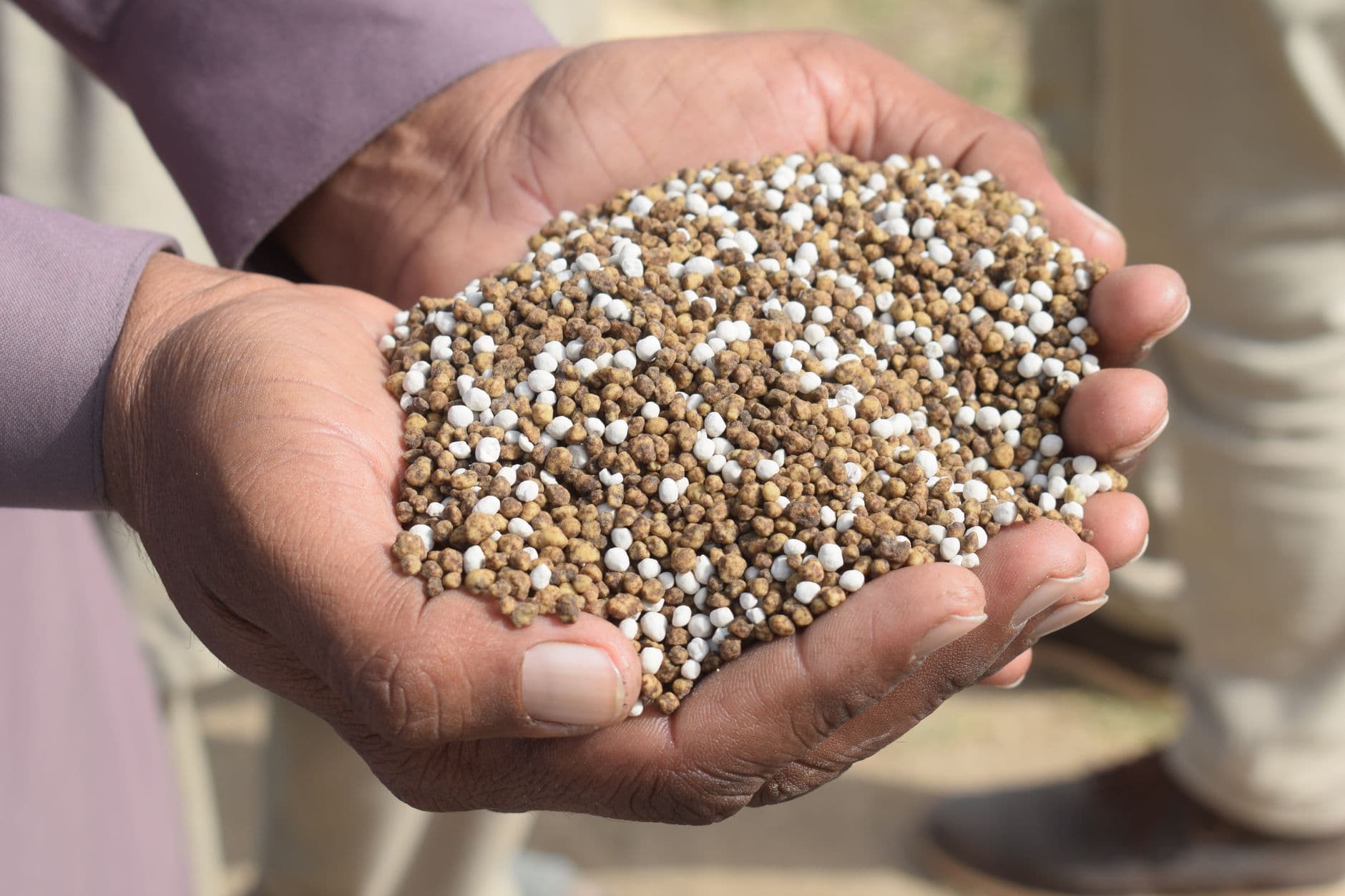 A handful of granular fertilizer held over garden soil
