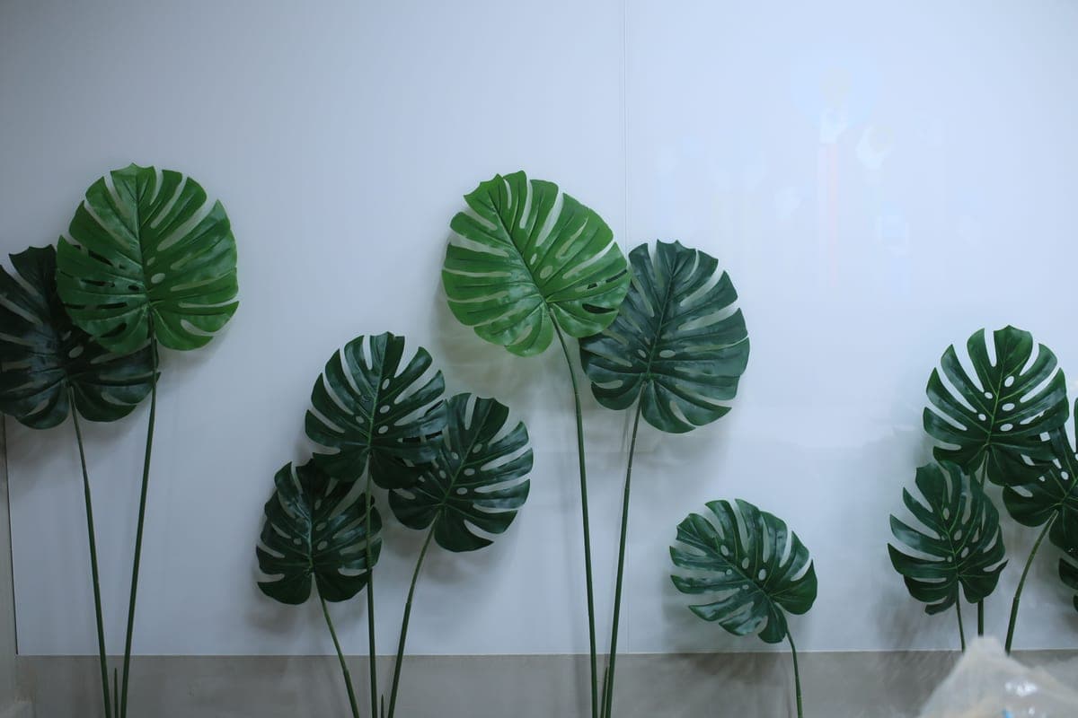 Green houseplant leaves against a plain wall