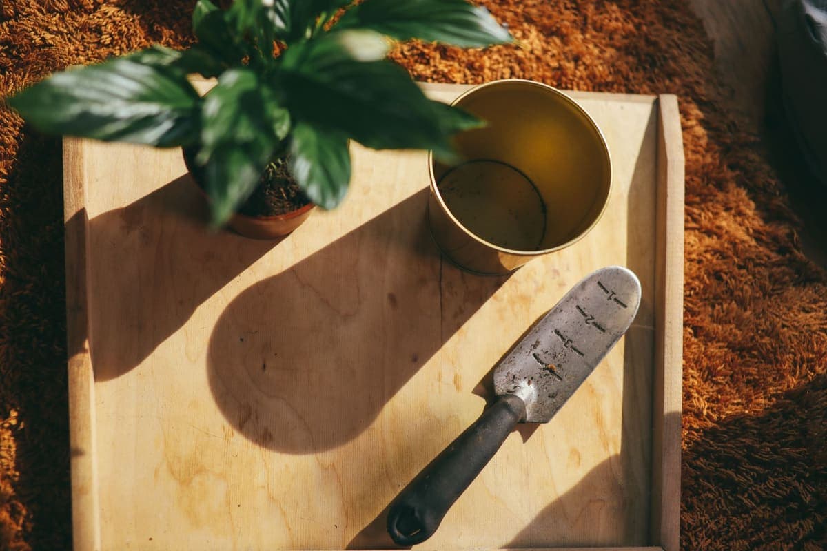 A houseplant, a trowel and a small empty pot on a wooden board