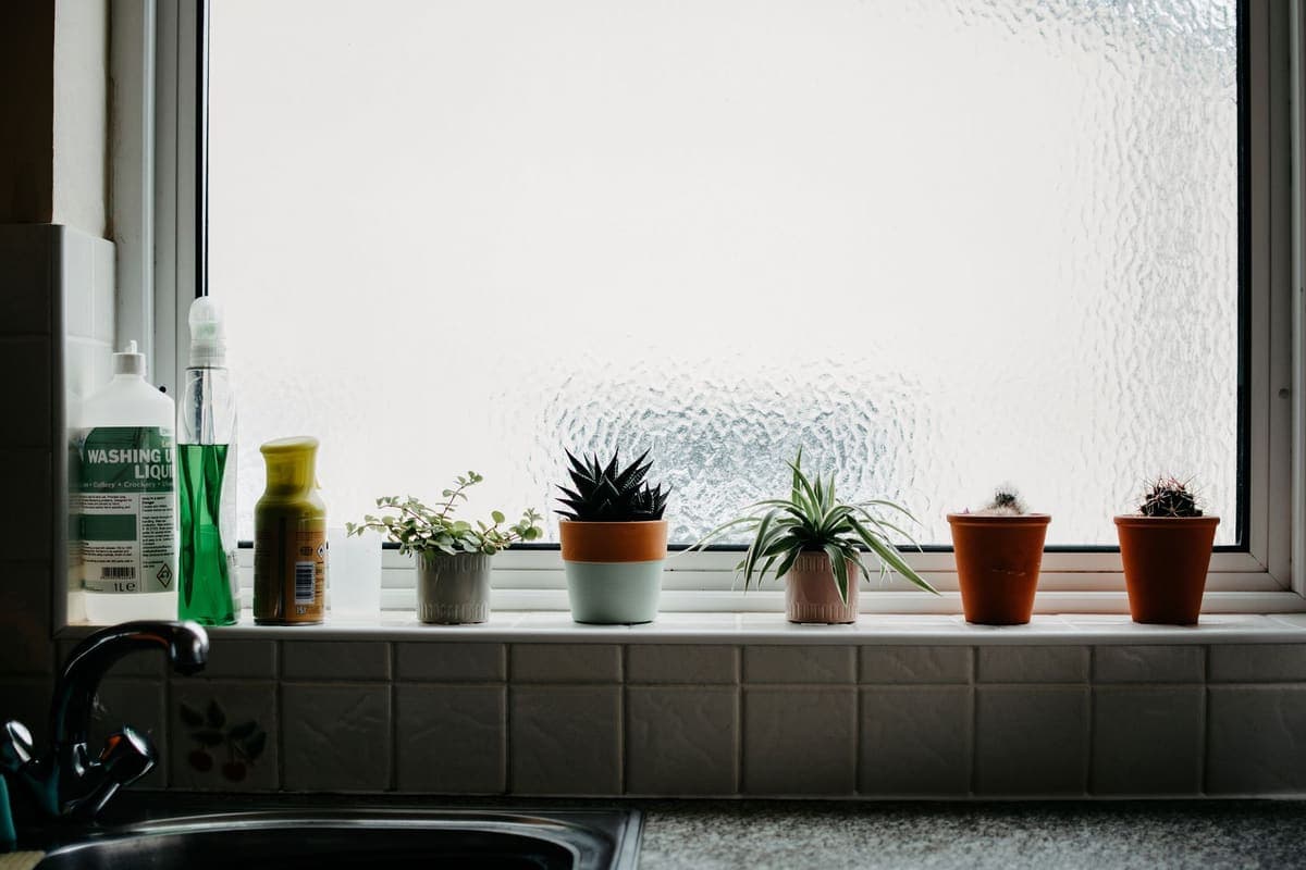 A row of small potted plants on a kitchen windowsill in front of frosted glass