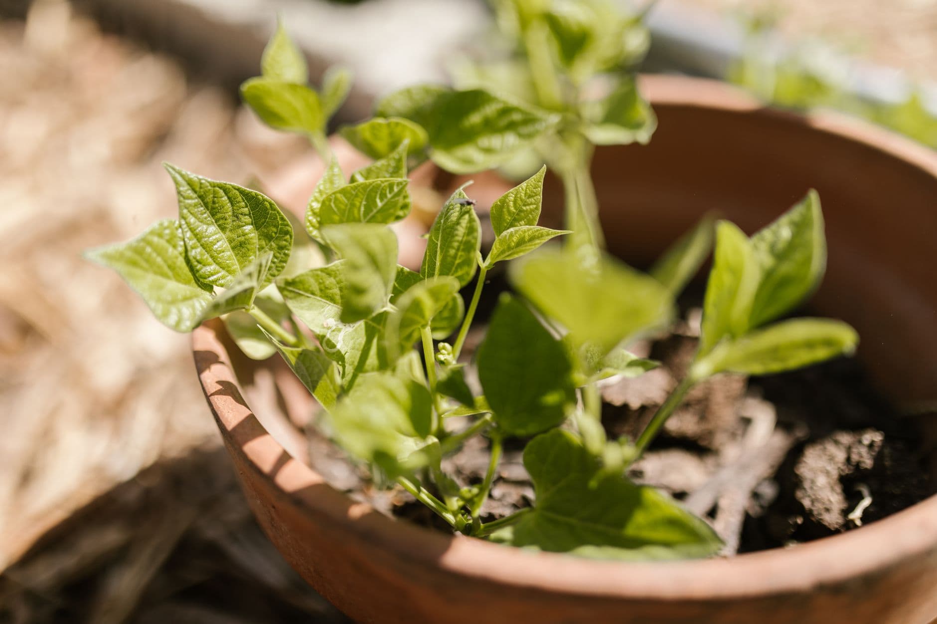 A green plant in a terracotta clay pot outdoors