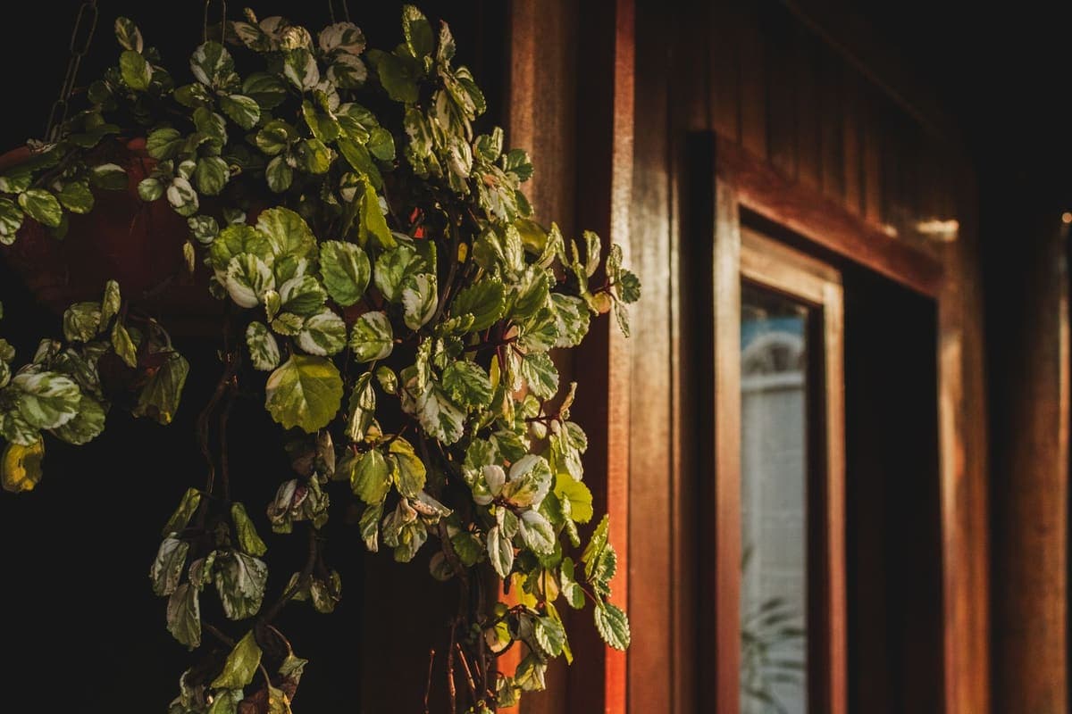 A trailing plant hanging in a warm wooden interior