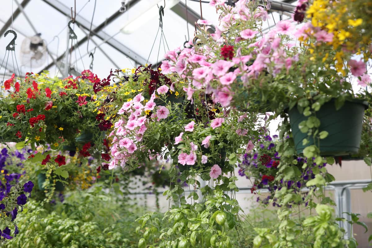 Hanging basket plants indoors near a window