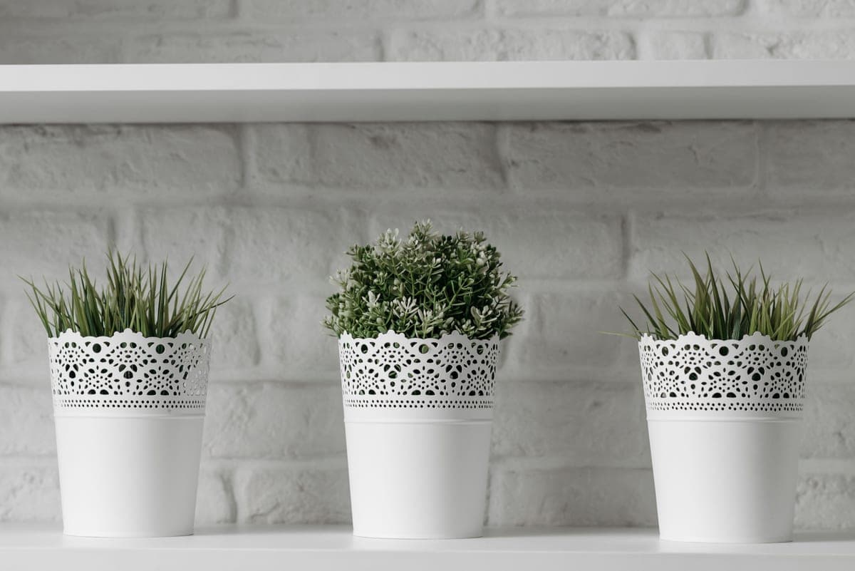 Houseplants on a shelf in a bright room