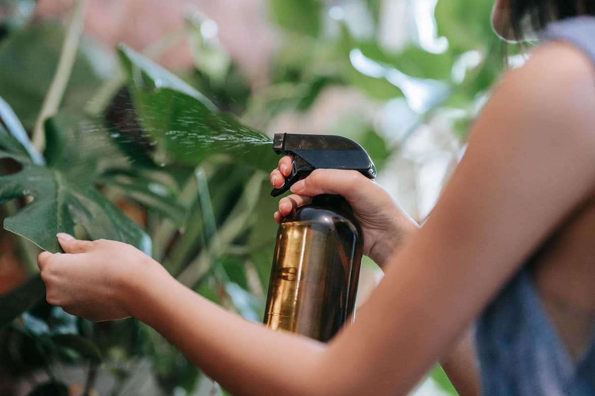 A person misting indoor plants with a spray bottle