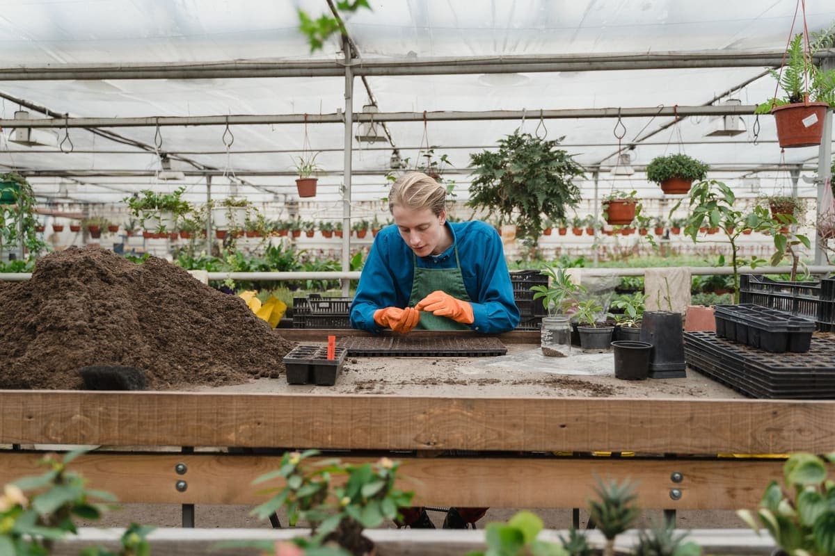 A grower planting seedlings at a greenhouse bench with trays and pots