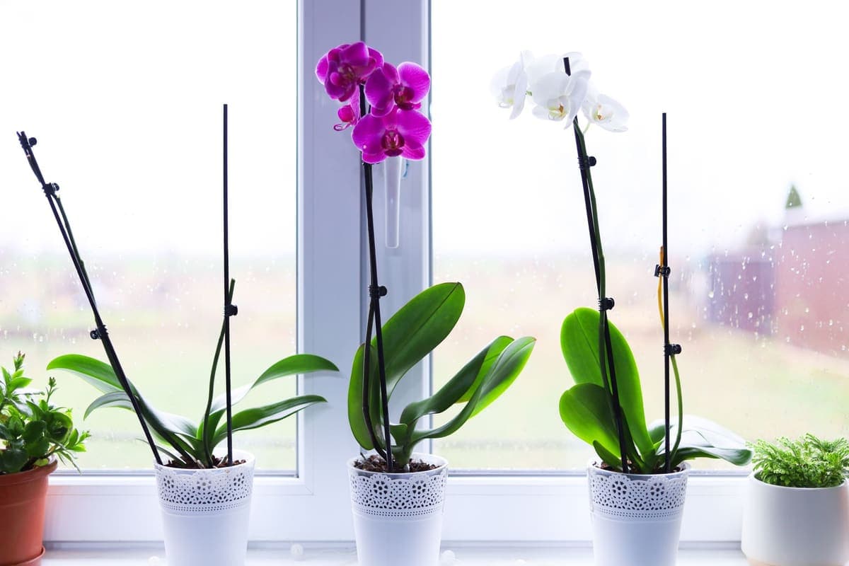 Pink and white orchids in patterned pots on a bright windowsill