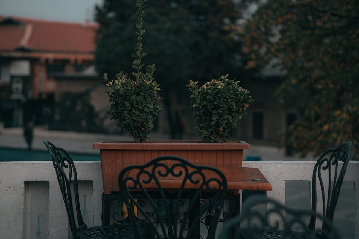 Potted plants on an outdoor balcony patio in daylight