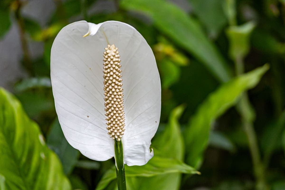 A white peace lily flower among green leaves