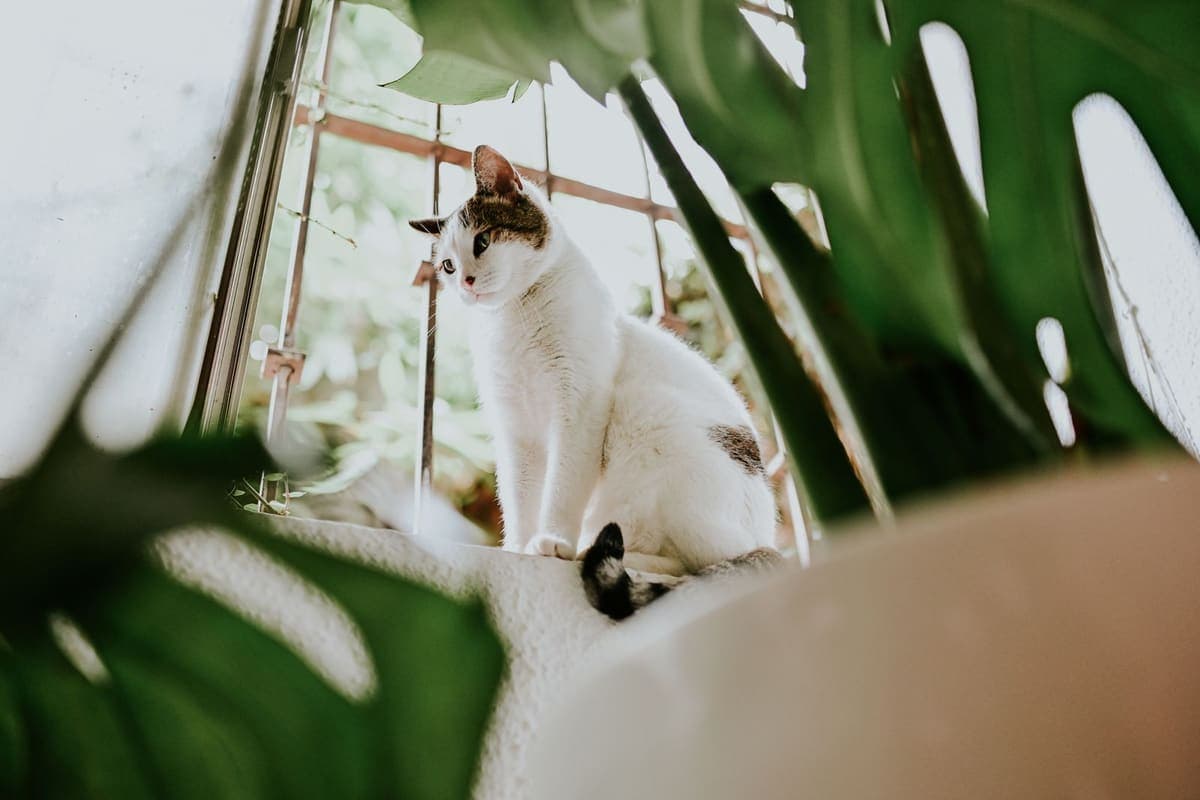 A cat sitting by a window among indoor plants