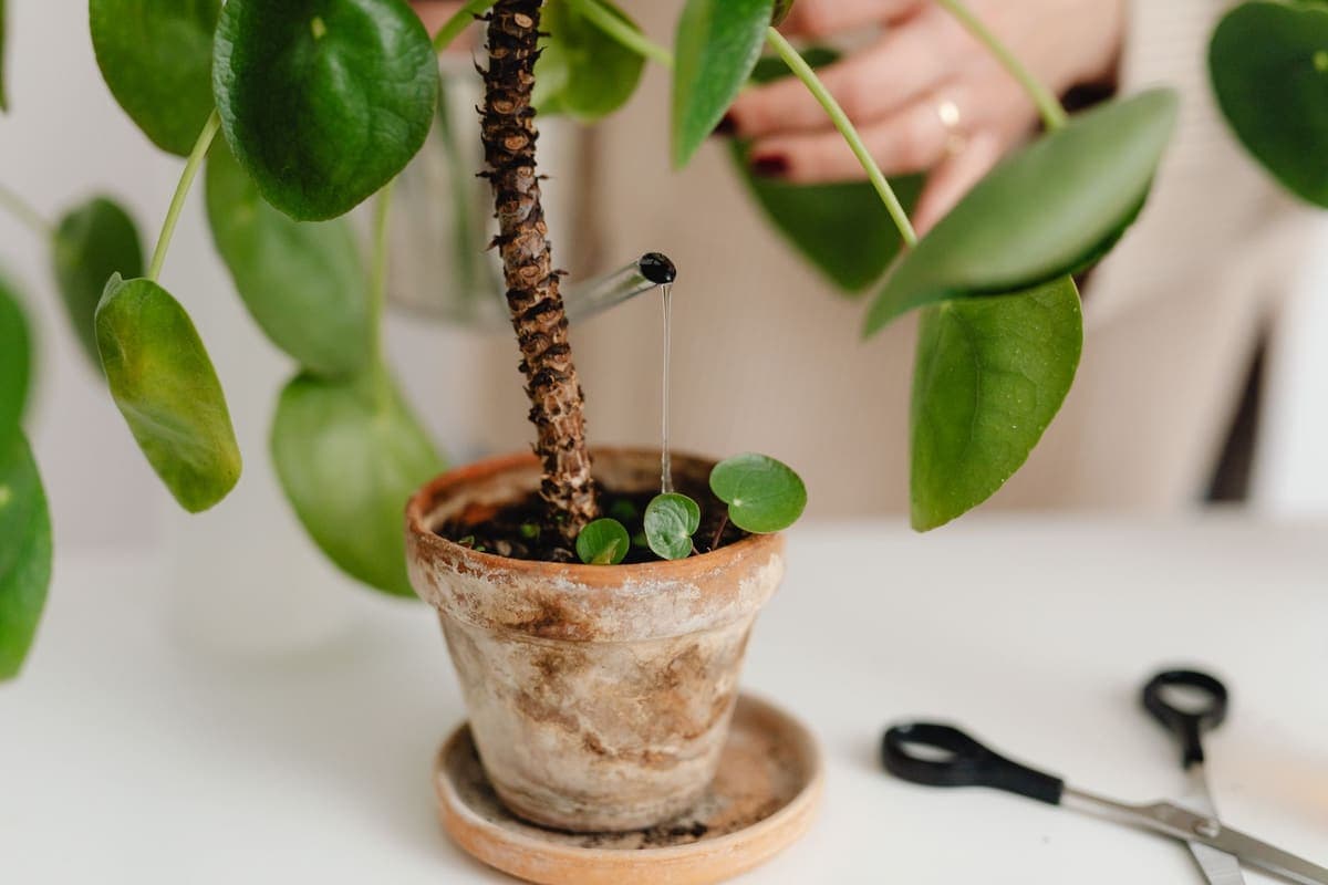 A potted plant standing on a matching saucer on a white table