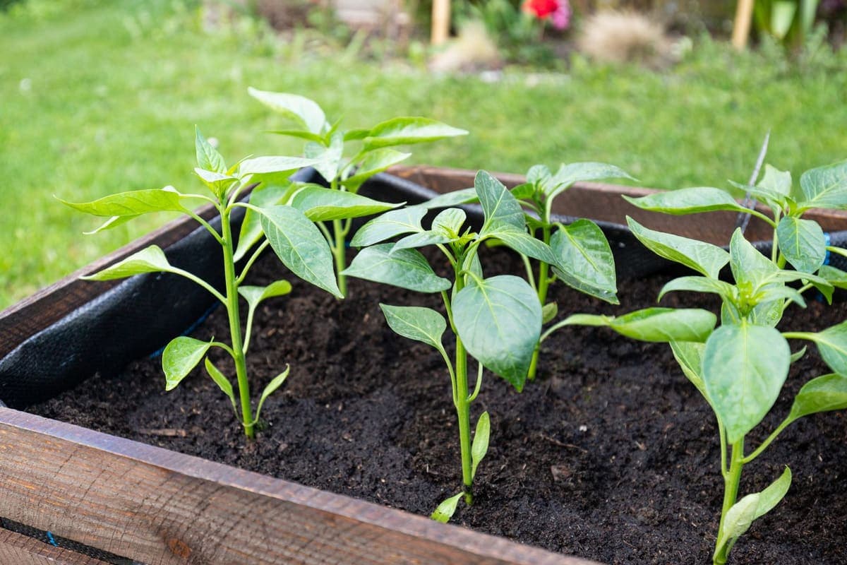 Young pepper plants growing in a lined wooden planter box outdoors
