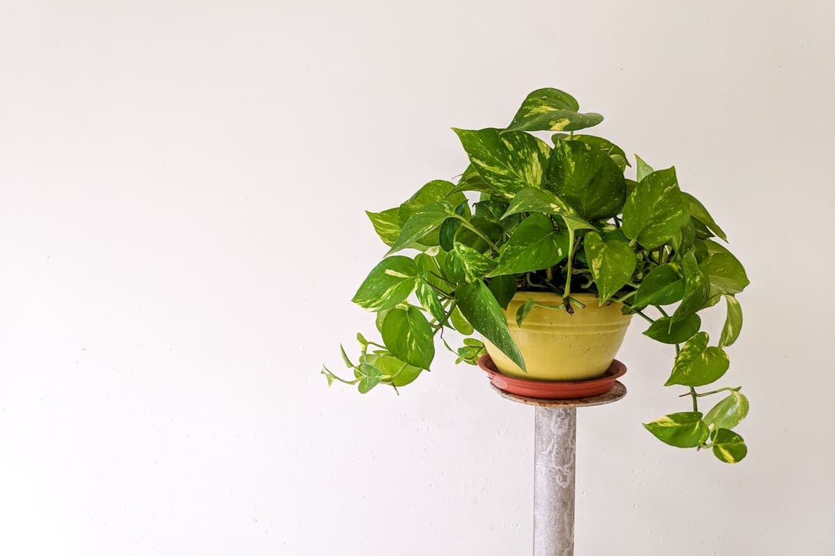 A pothos trailing from a yellow pot against a plain white background