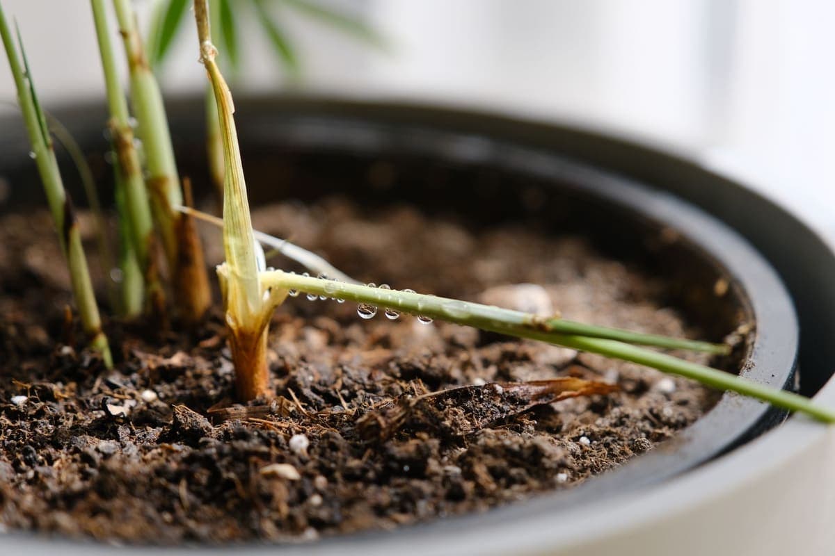 A close-up of damp potting mix and a new shoot in a large pot