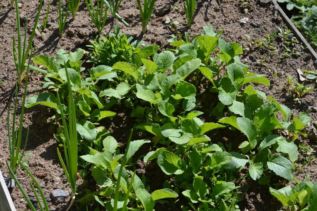 Young salad greens and onions growing in a bordered garden bed