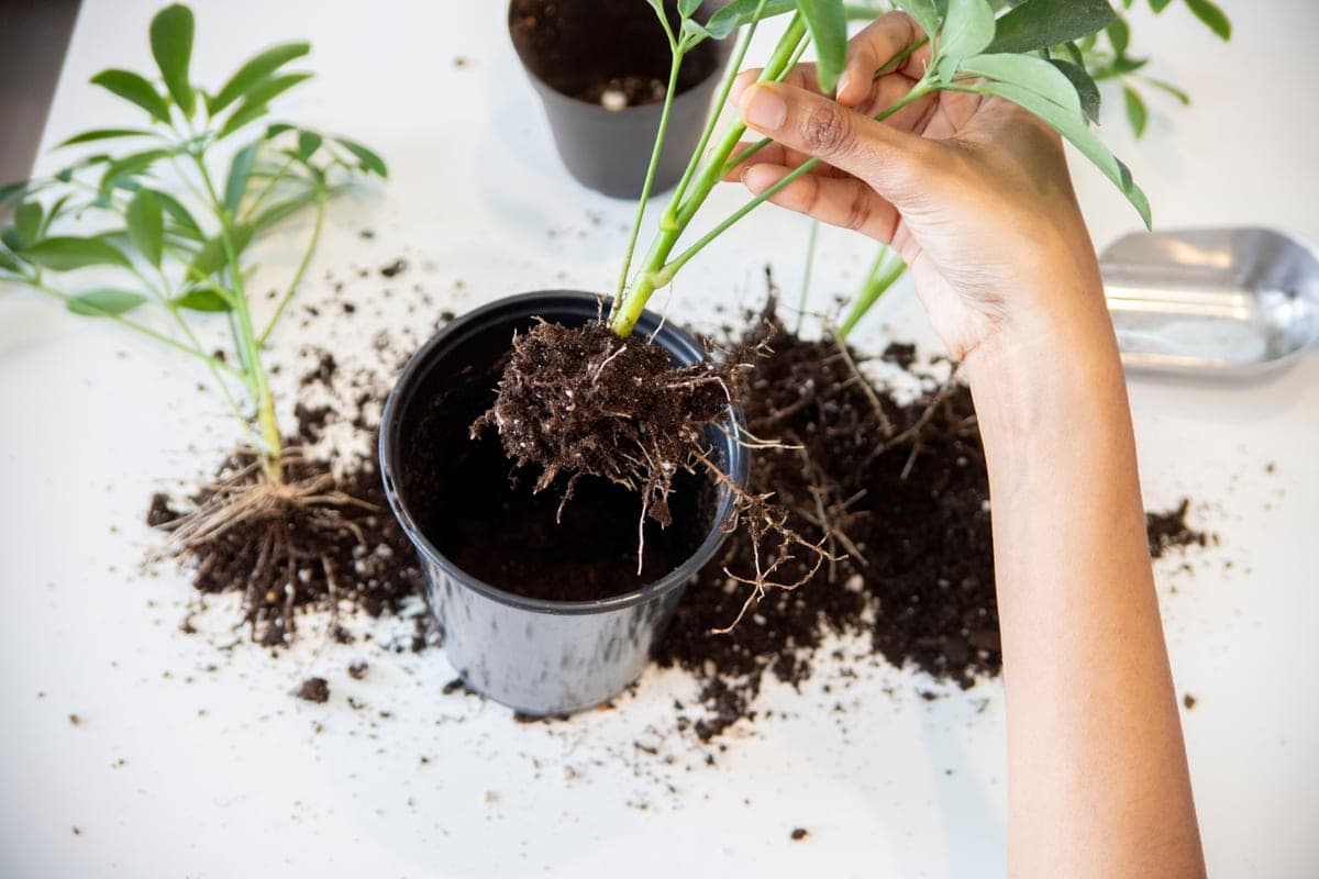 A plant root ball lifted out of its pot during repotting