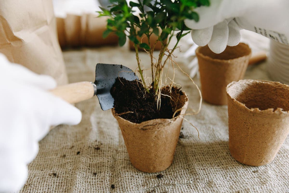 A young plant in a peat pot beside empty pots and a trowel