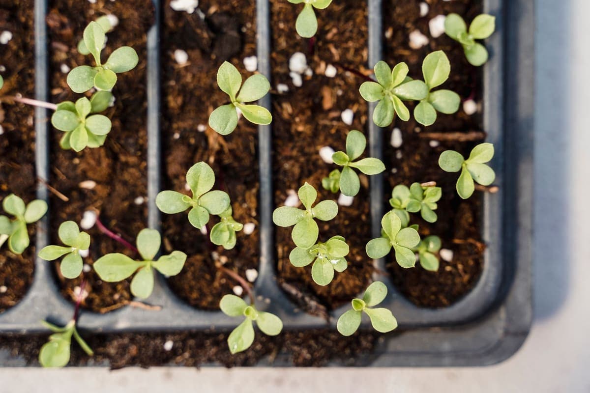 Young seedlings in rows of plastic tray cells filled with mix and perlite, seen from above