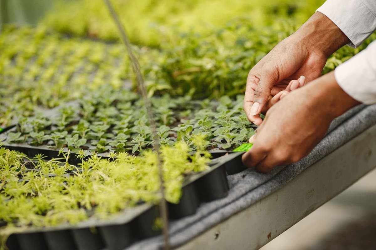 Hands working over trays of seedlings standing on a bench