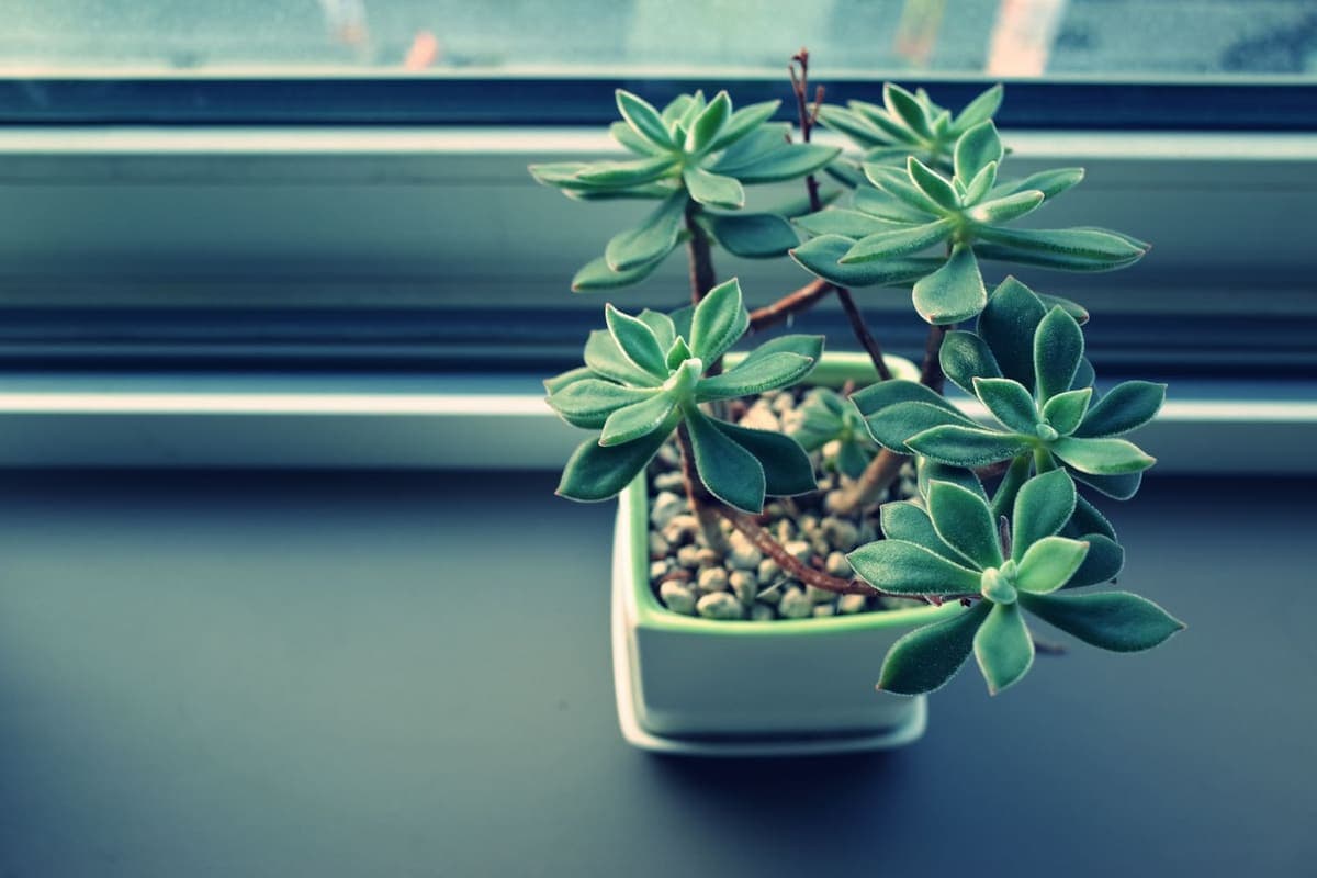 A succulent in a white pot on a windowsill