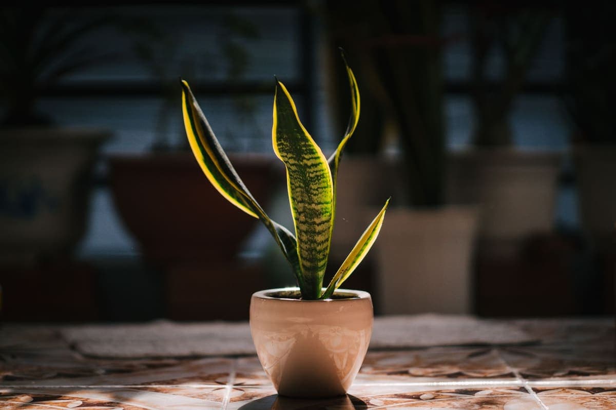 A snake plant in a pale pot against a dark background