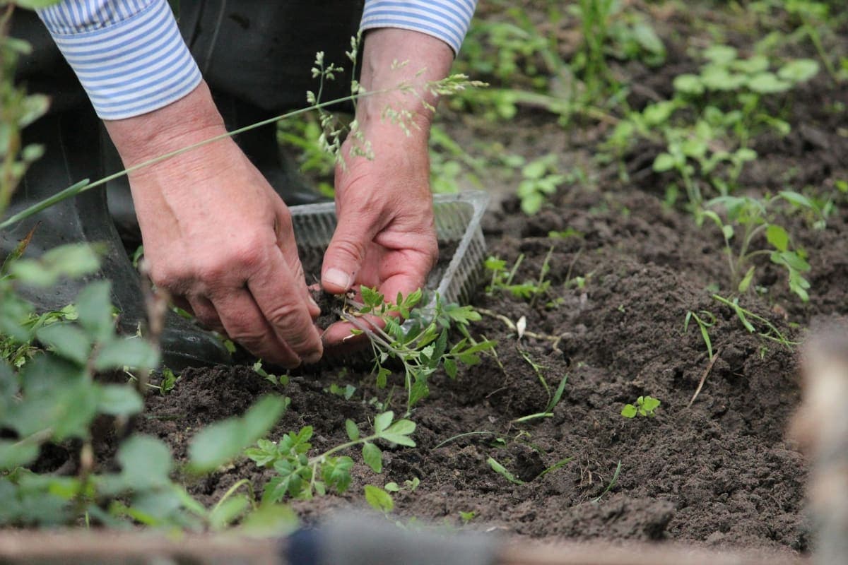 Hands planting young seedlings in dark garden soil