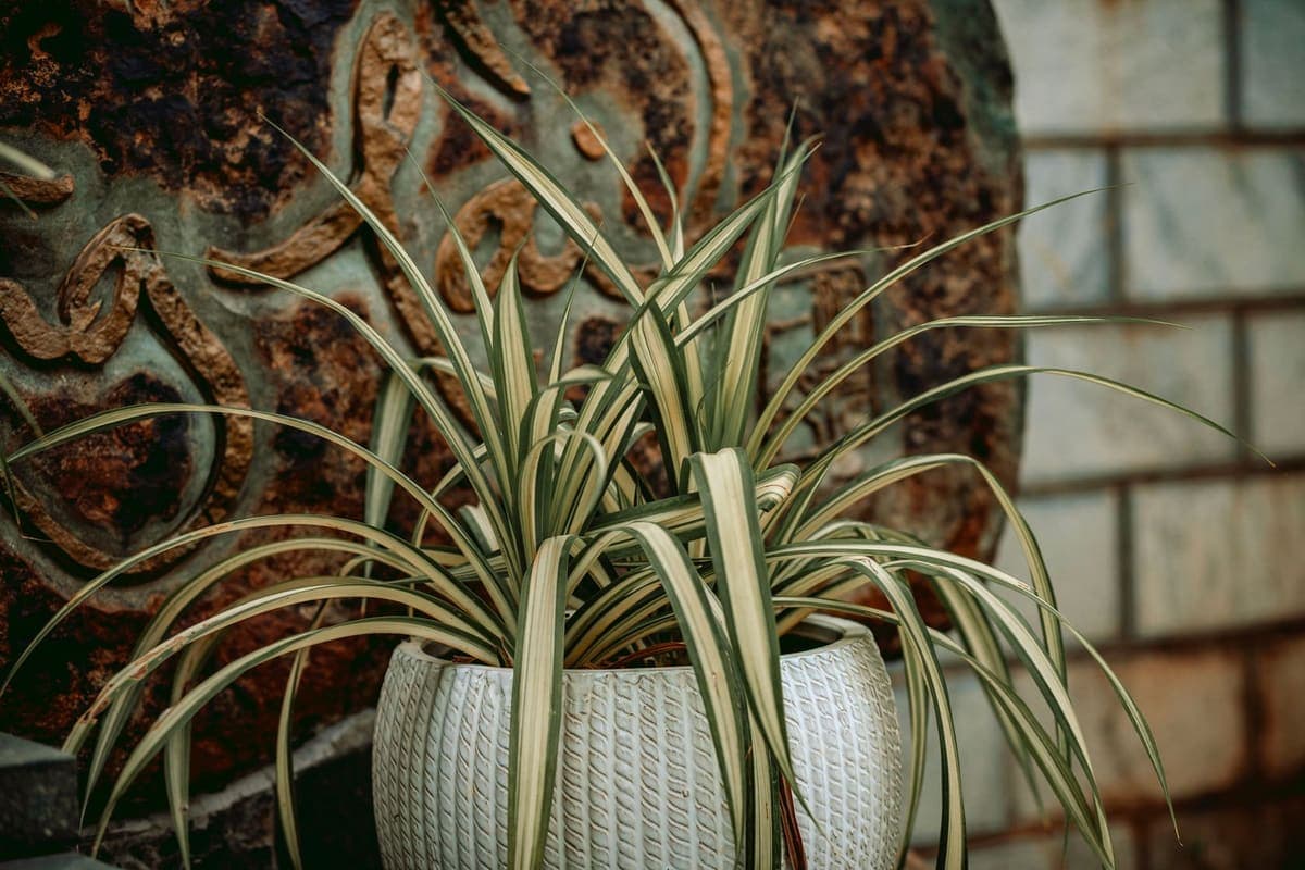 A spider plant in a textured white pot
