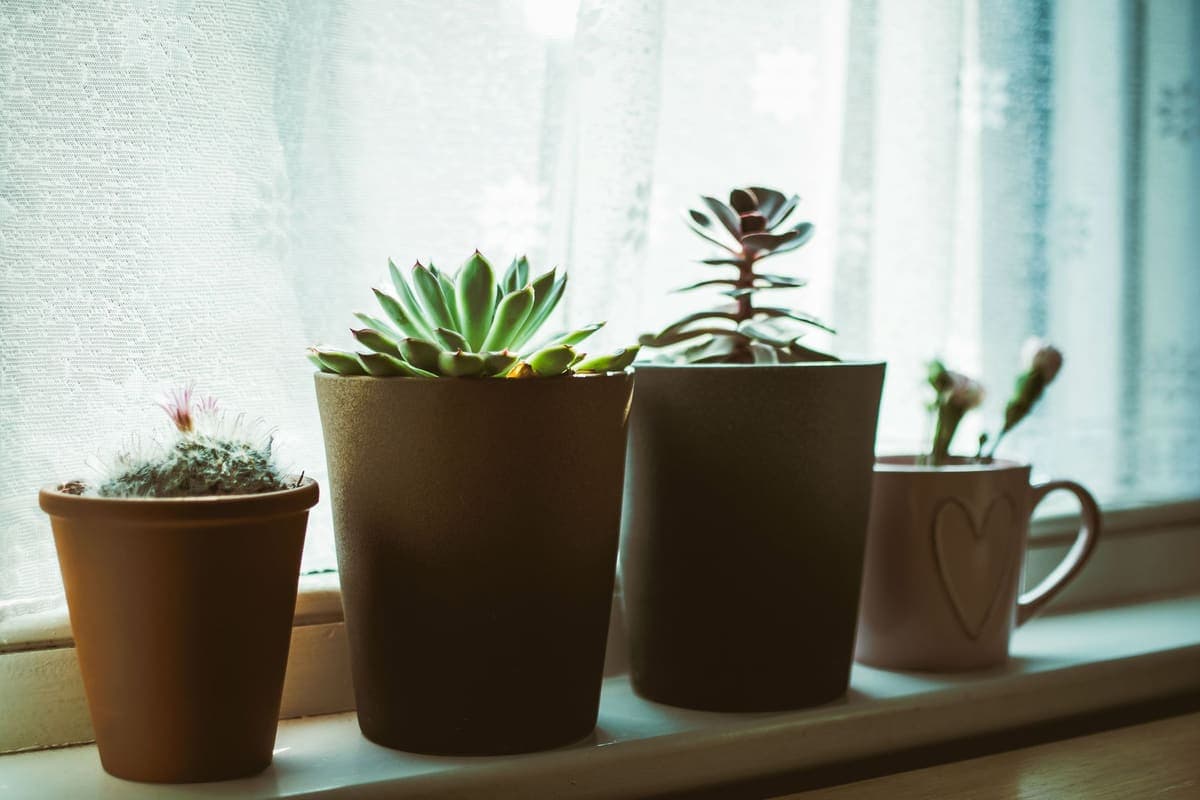 Succulents and cacti in small pots along a windowsill