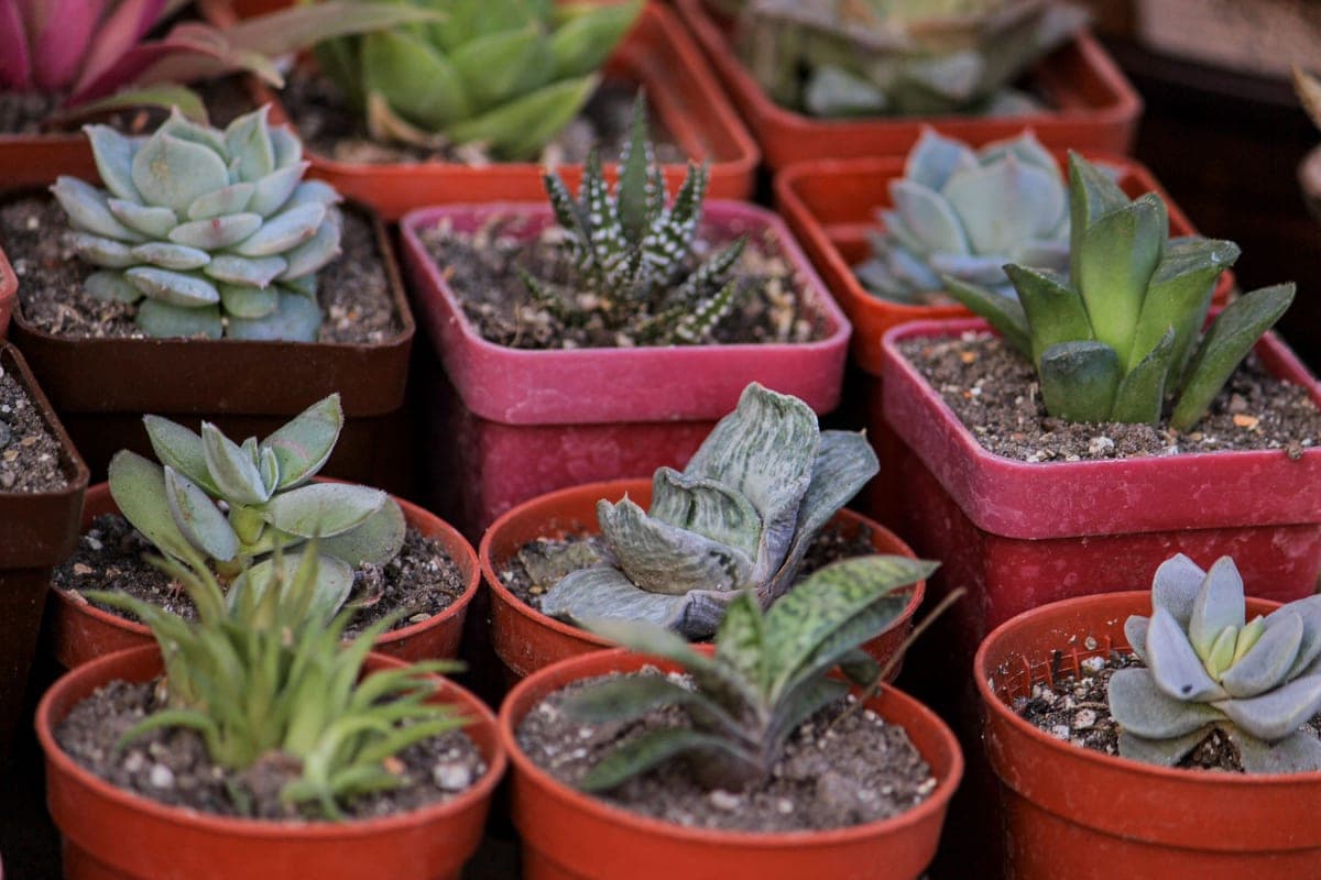 Small succulents and cacti in pots on a gray surface
