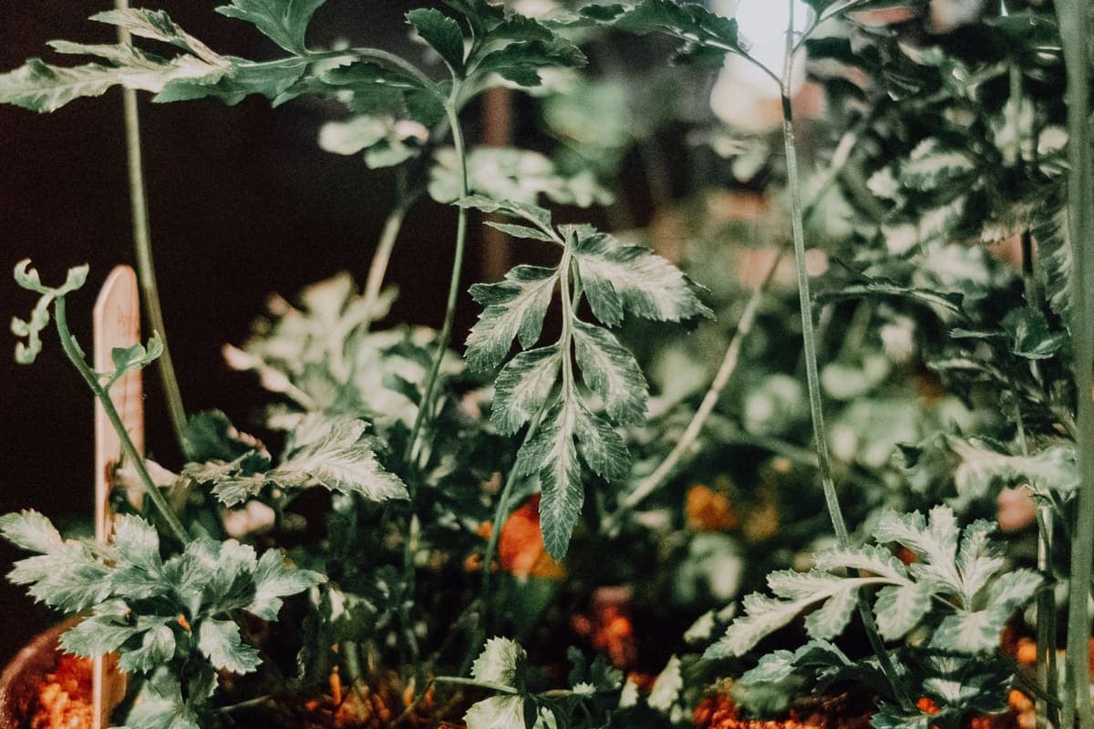 Lush green ferns growing in a pot indoors