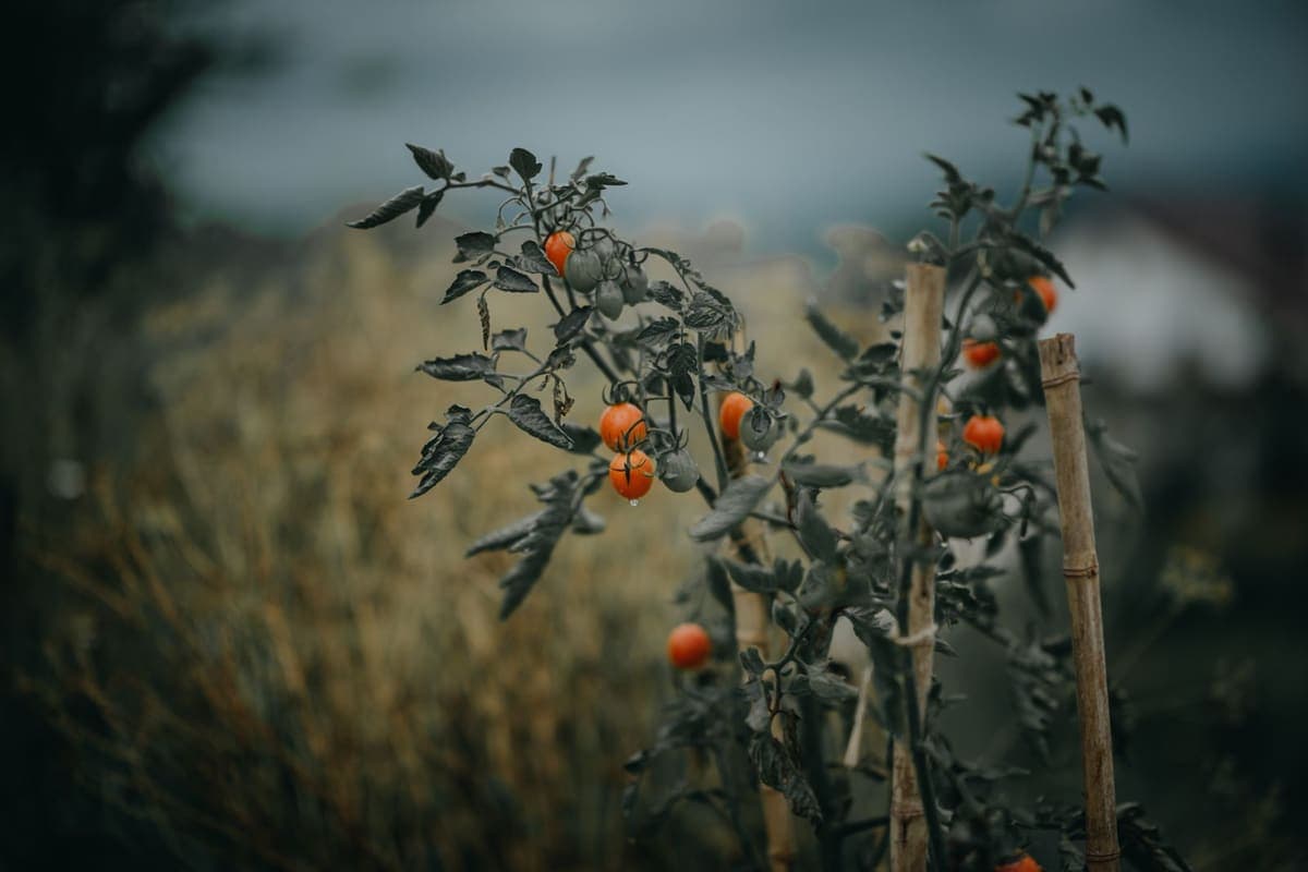 Ripening tomatoes on staked vines in an outdoor bed