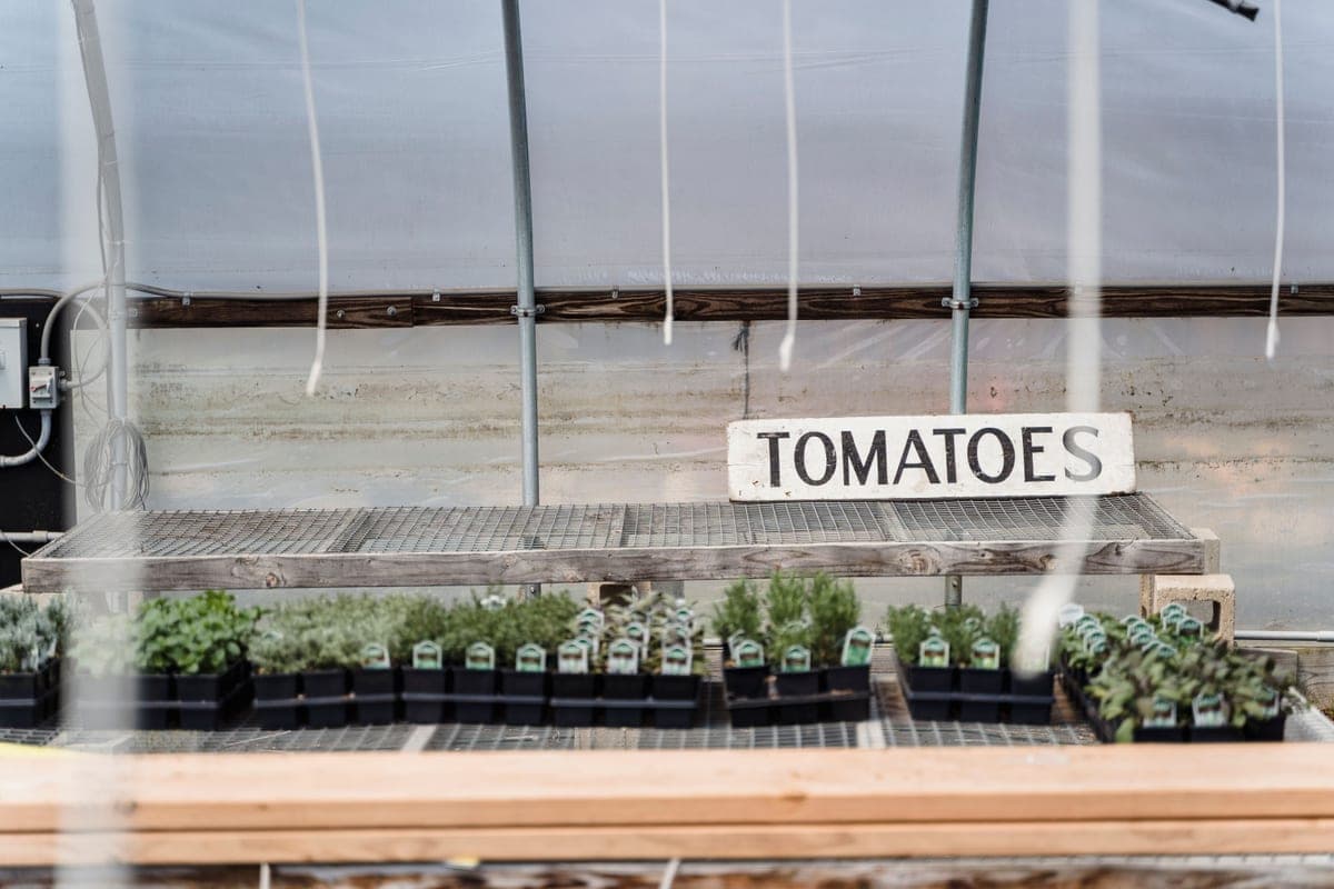 Tomato plants growing in containers outdoors