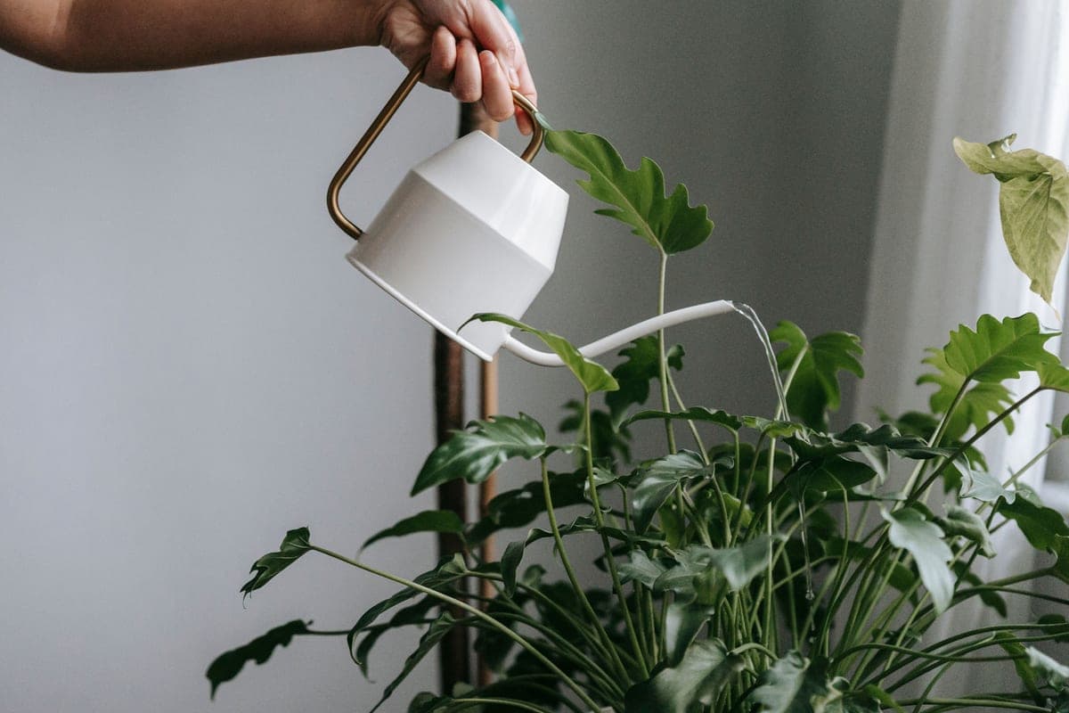 A watering can beside a potted houseplant