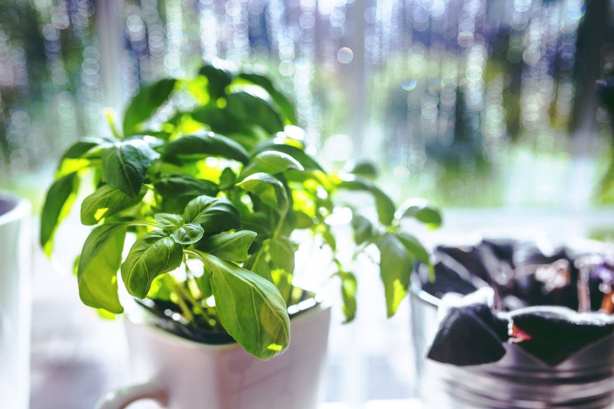 Potted herbs lined up on a kitchen windowsill