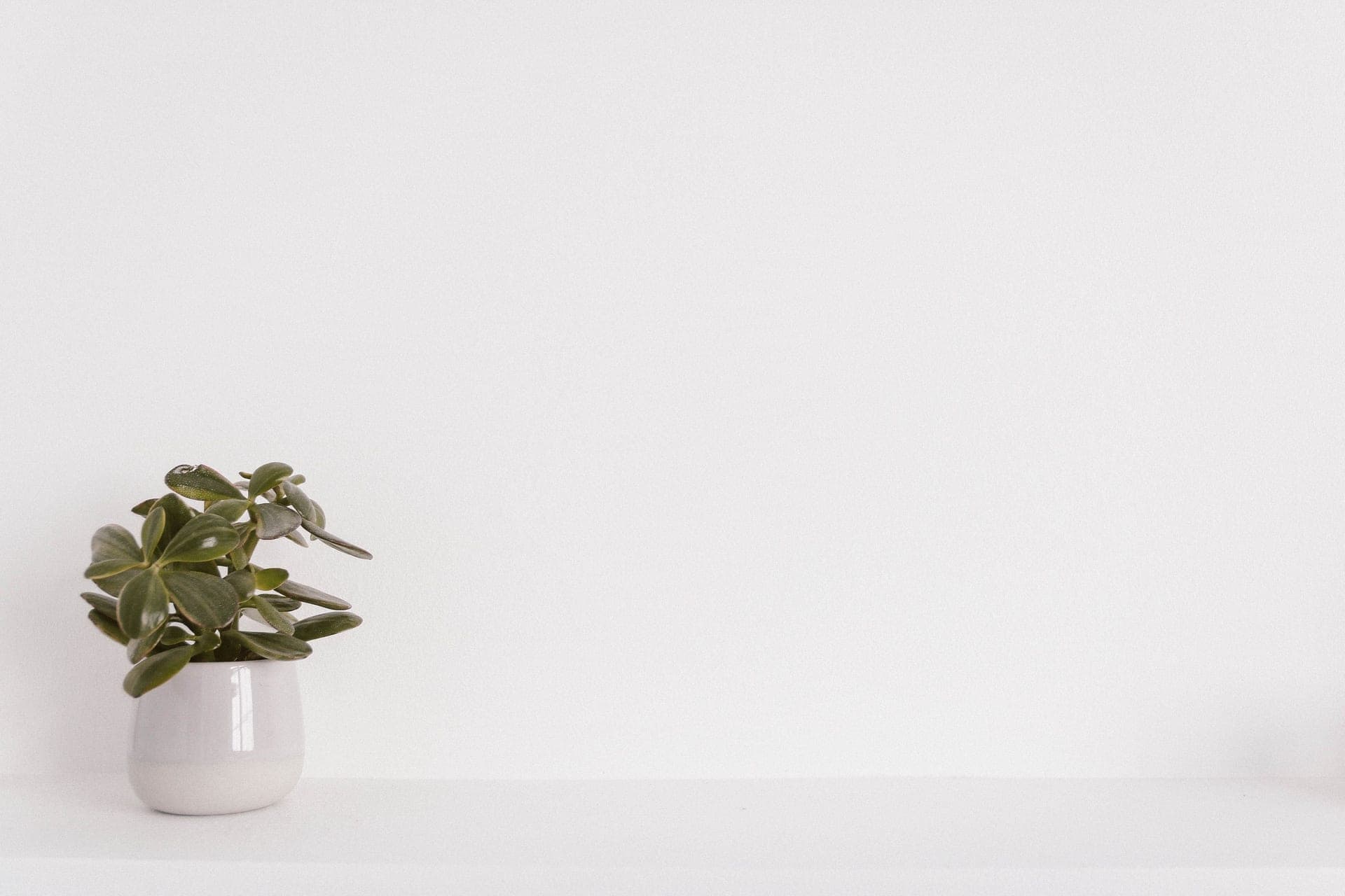 Potted houseplants arranged on a shelf against a plain background