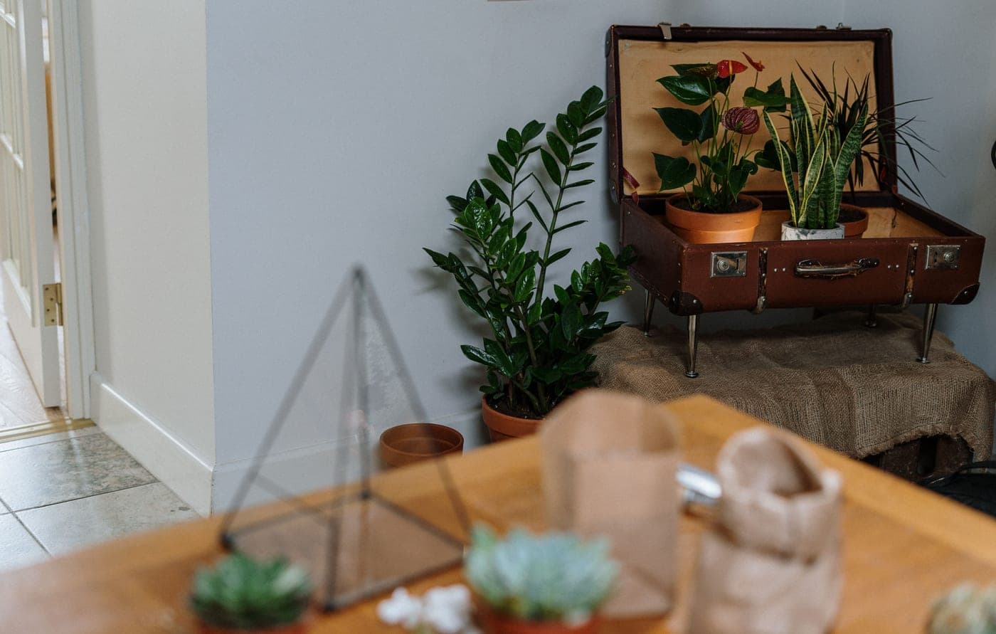 Houseplants grouped together beside a window before a trip